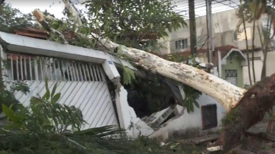 Árvore tombou sobre muro, mas não atingiu veículo estacionado - Reprodução/TV Globo