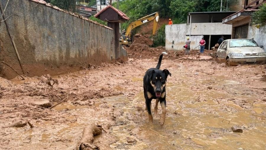 Mais de 300 animais foram resgatados de desmoronamentos em Petrópolis - Prefeitura de Petrópolis/Reprodução