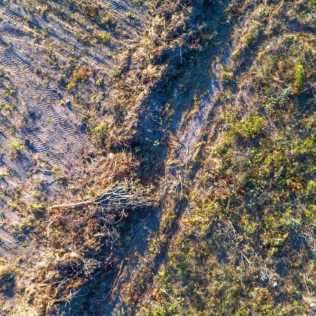 Em 2024, o desmatamento caiu em quase todos os biomas do Brasil Em 2024, o desmatamento caiu em quase todos os biomas do Brasil