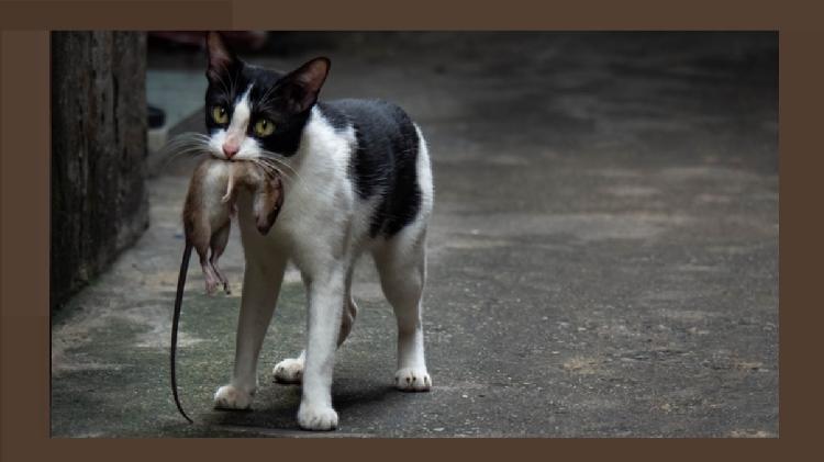 Gato com rato na boca