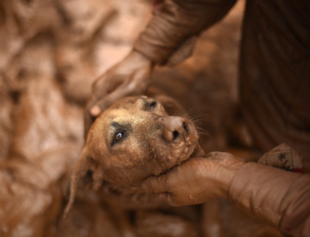 Bombeiro resgata cadela de dentro da lama em Paracatu de Baixo, em Mariana (MG) - Douglas Magno/AFP