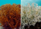 Mudanças climáticas vão alterar cerca de 38% dos recifes de corais do mundo - XL Catlin Seaview Survey/Divulgação
