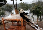 Imagens do dia - 23 de janeiro de 2016 - Shi Guangde/Xinhua