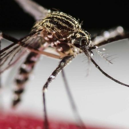 O mosquito Aedes aegypti, que transmite o vírus da dengue - EPA
