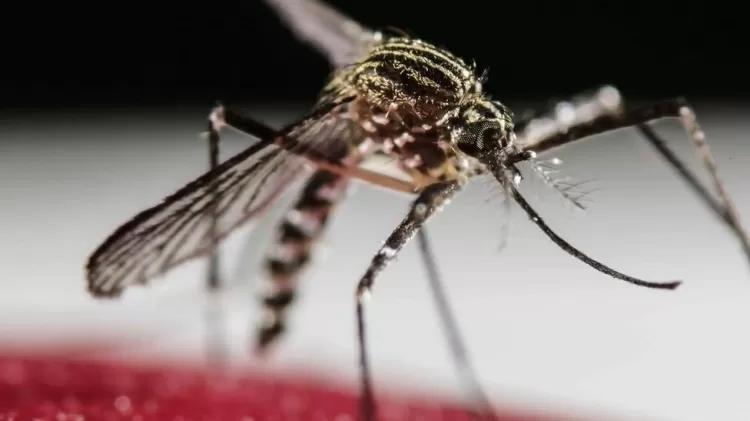 Mosquito Aedes aegypti transmite dengue - EPA - EPA