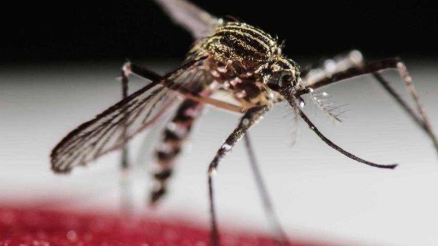 O mosquito Aedes aegypti, que transmite a dengue - EPA