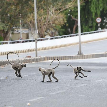 19.04.2020 - Coronavírus: Macacos langurs correm por ruas desertas durante quarentena em Ahmedabad, na Índia - Sam Panthaky/AFP