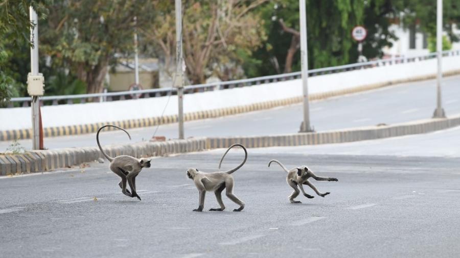 Macacos langurs correm por ruas desertas durante quarentena em Ahmedabad, na Índia - Sam Panthaky/AFP