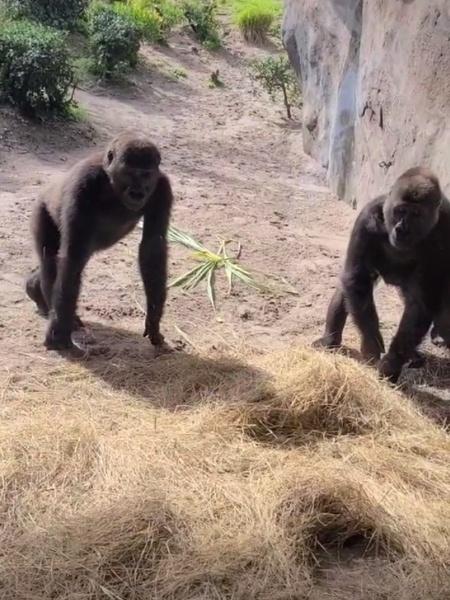 Imagem dos gorilas no parque Disney "s Animal Kingdom - Reprodução/TikTok/@silkystrokesurvivor