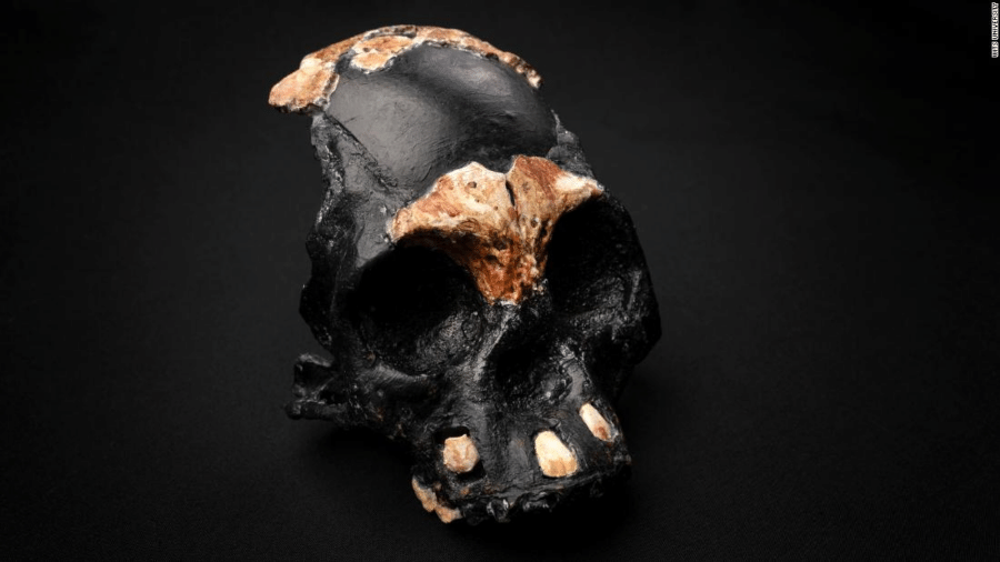 28 fragmentos de crânio de criança foram encontrados em caverna apelidada de "Berço da Humanidade" - Reprodução/Twitter/Wits University