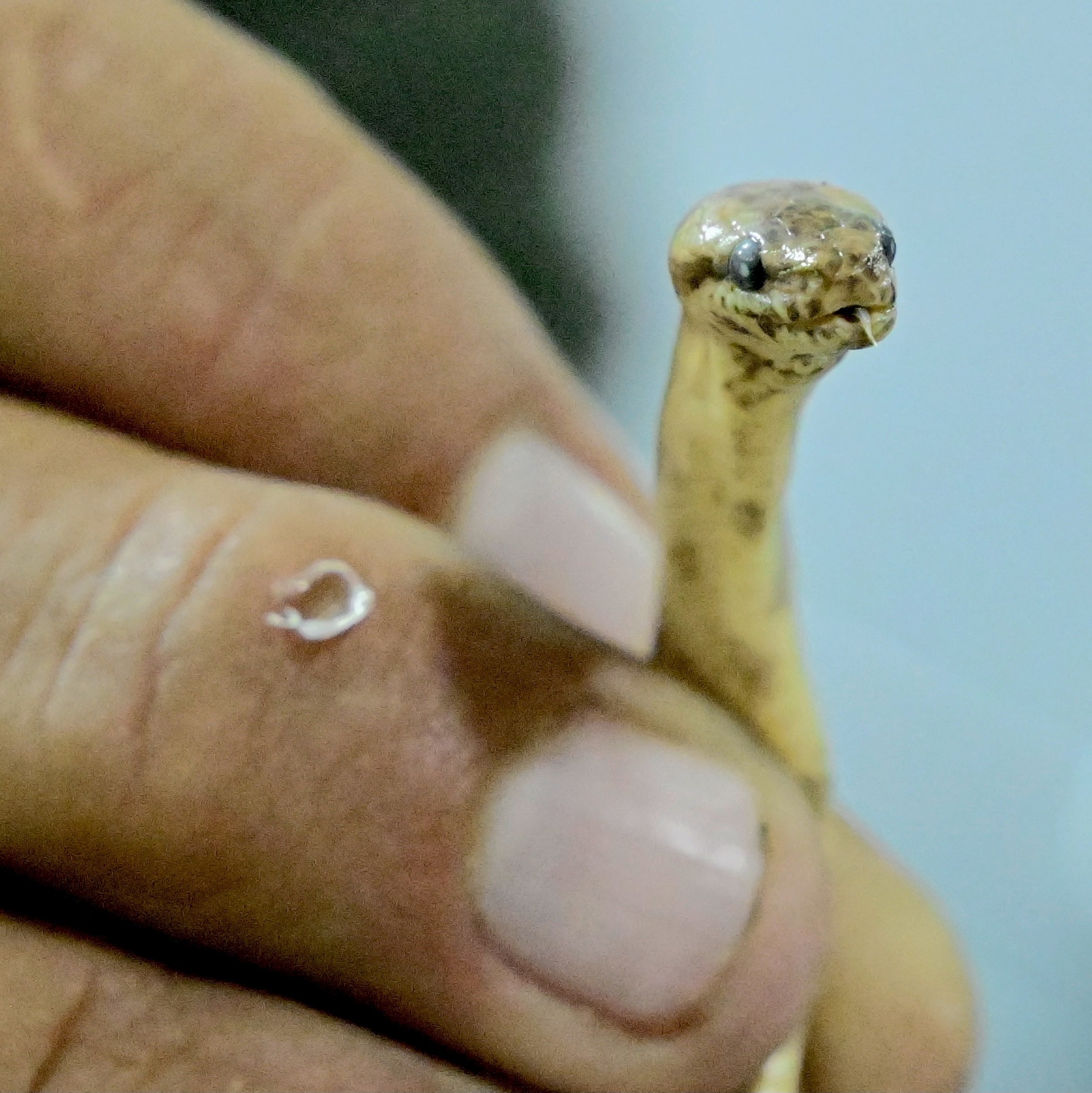 Cinco novas espécies de cobras são descobertas na Amazônia, entre