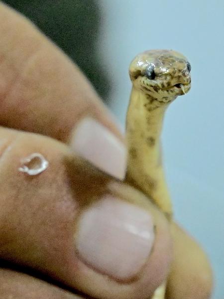 Cobra pode ter até 20 cm e possui características "primitivas" - Rodrigo BUENDIA / AFP
