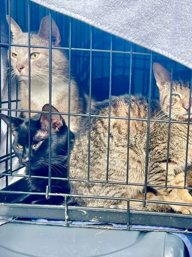 PASSEI O DIA CUIDANDO DO GATINHO ABANDONADO!!! - Animal Shelter