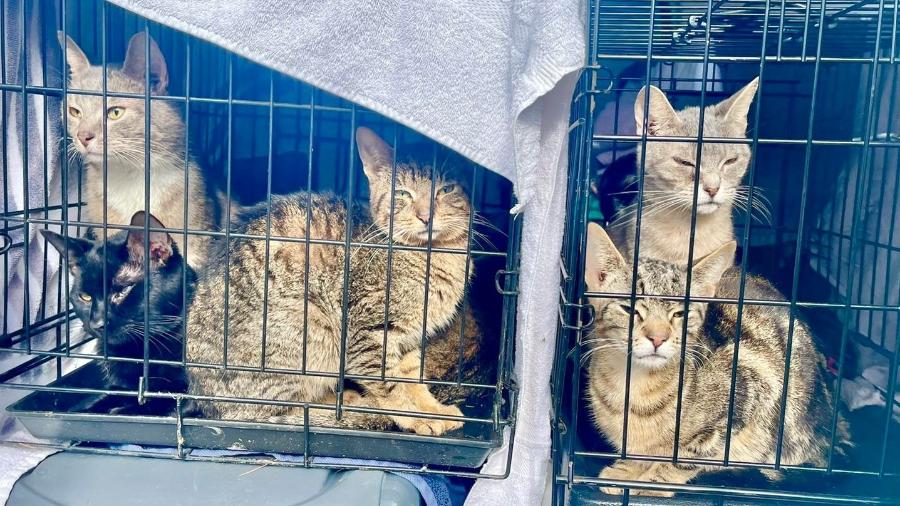 Gatos foram resgatados e levados para abrigo da SPCA - Facebook/SPCA Westchester