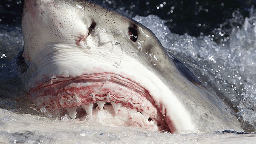 O grande tubarão-branco é considerado o mais perigoso dos tubarões - Reprodução/Wikipedia