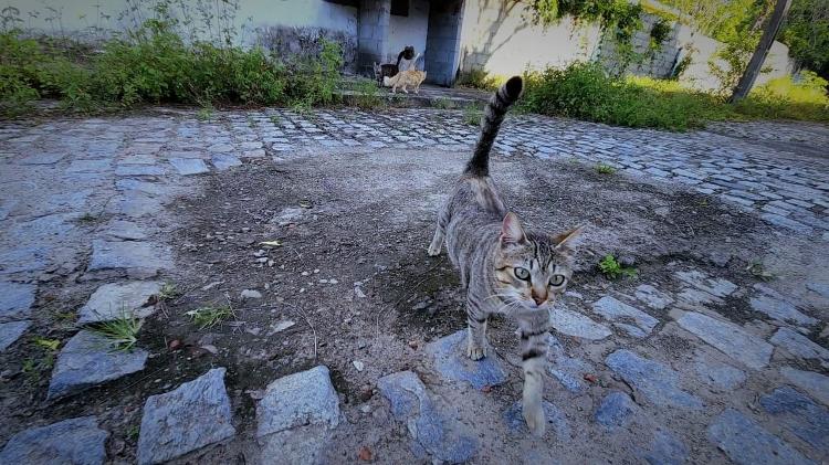 Gato andando por ruas abandonadas de bairros em Maceió