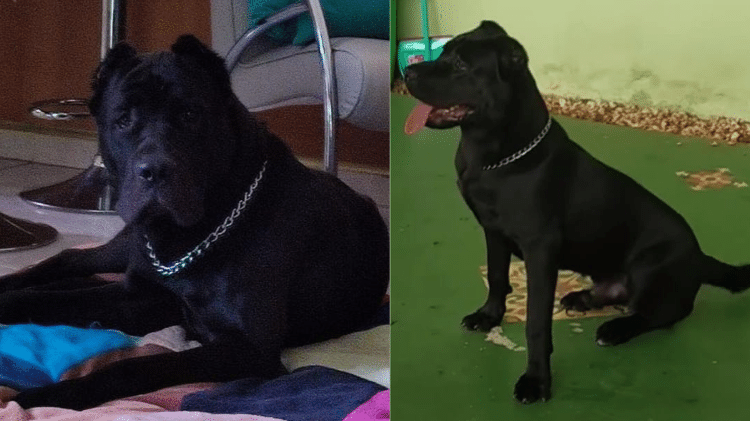 Sombra é da raça cane corso e tem 1 ano e meio