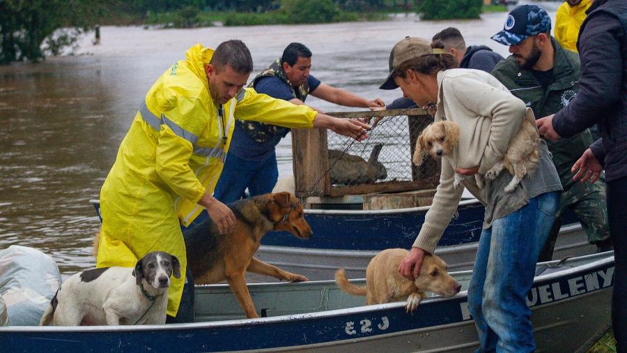 Animais de estimação foram resgatados nesta quinta-feira em cidades atingidas pelas chuvas