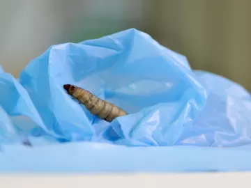 Como descoberta por acaso ao limpar colmeia pode ajudar a reciclar plástico