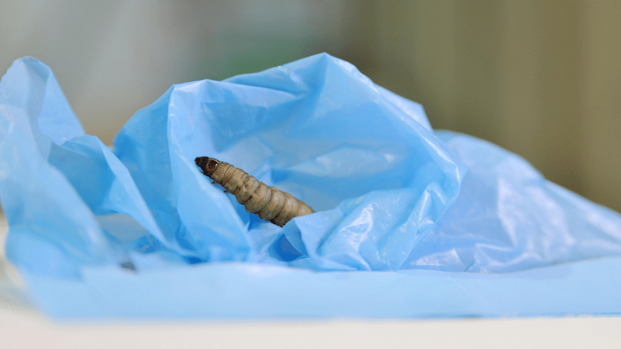 Enzimas encontradas na saliva de diferentes espécies de larvas são capazes de destruir materias como o plástico. A descoberta pode auxiliar na reciclagem do plástico utilizado pelos humanos