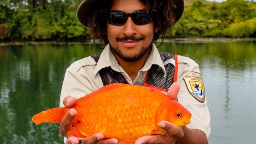 Um dos peixes retirados do Rio Niágara, nos Estados Unidos, com quase 36 centímetros Um dos peixes retirados do Rio Niágara, nos Estados Unidos, com quase 36 centímetros