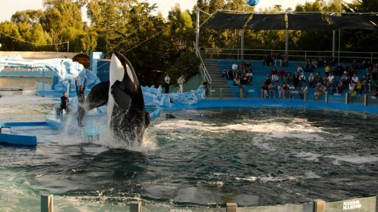 Show de orcas no Mundo Marino em San Clemente del Tuyú, Argentina Show de orcas no Mundo Marino em San Clemente del Tuyú, Argentina