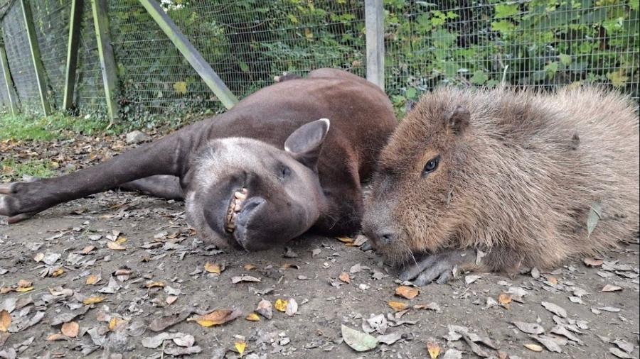 Capivara e anta brasileira, amigas, são sacrificadas em zoo na Inglaterra