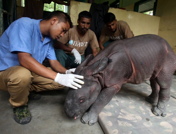 Bebê rinoceronte de apenas três dias de idade é cuidado por funcionários de centro de reabilitação do parque nacional de Kaziranga, na Índia - Luit Chaliha/AFP