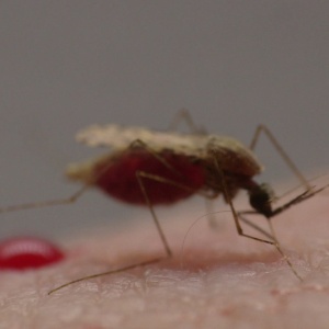 Mosquito que transmite a malária - BBC