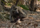 Babuíno come um filhote de impala no parque nacional de Goranezhou, no Zimbábue - Xu Lingui/Xinhua