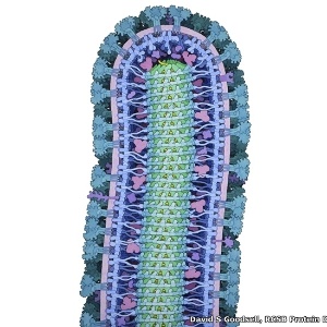 Ilustração mostra a estrutura interna de uma partícula do vírus ebola - David S Goodsell/RCSB Protein Data Bank