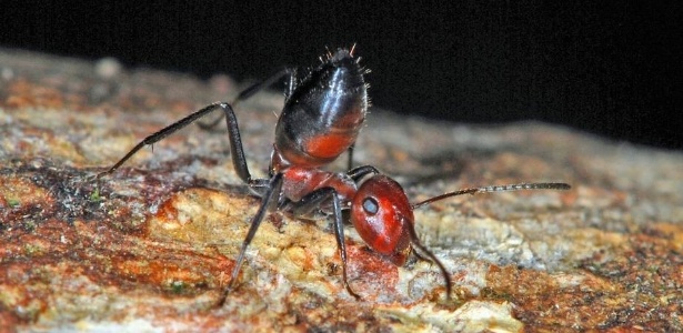 Uma formiga da casta das operárias menores da nova espécie Colobopsis explodens em posição defensiva; quando ameaçada, ela explode, lançando sobre o inimigo um líquido tóxico e pegajoso que fica armazenado em suas glândulas. Foto: Alexey Kopchinskiy - Reprodução
