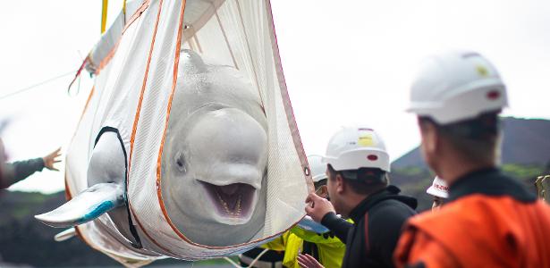Deixaram aquário | Baleias beluga voltam para o mar após nove anos; assista ao vídeo