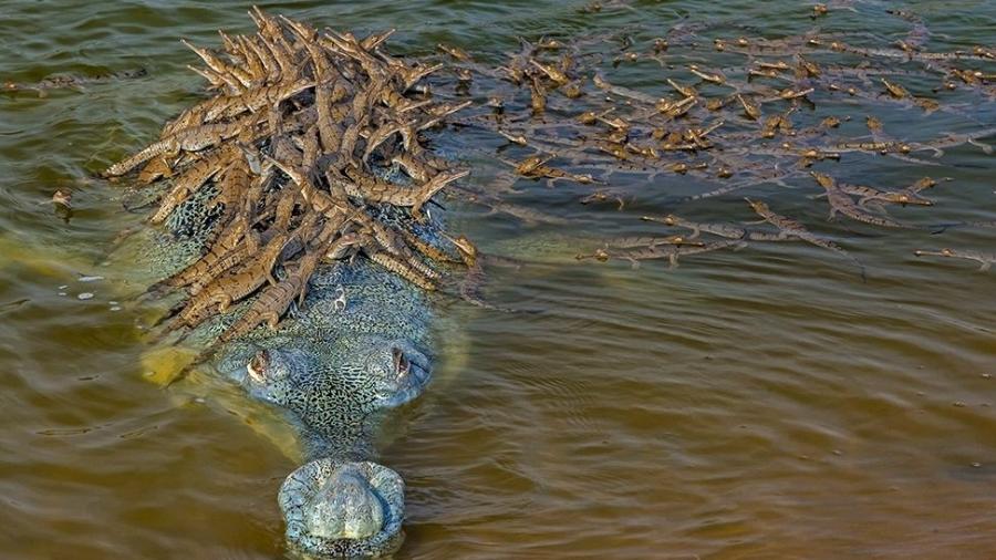 Orgulho do pai: filhotes de crocodilo gavial presos ao dorso do macho em santuário indiano - DHRITIMAN MUKHERJEE/WPY/NHM