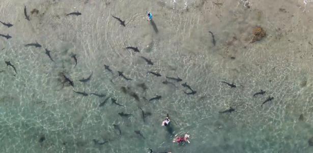 Drone revela costas en el mar junto a decenas de tiburones tigre