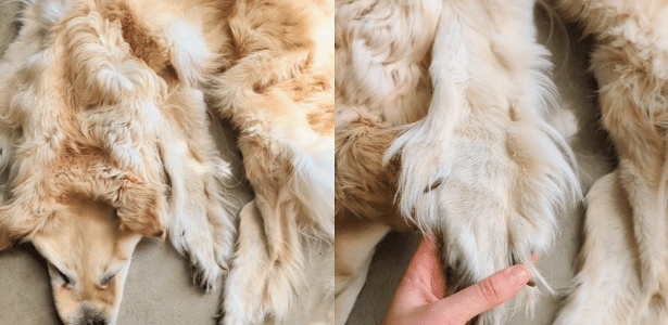 Perro de peluche muerto se convierte en alfombra en Australia