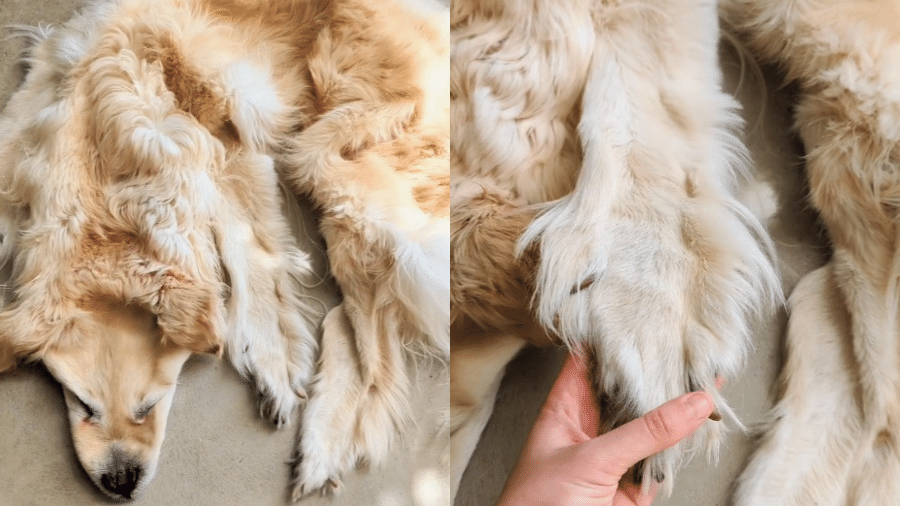 Cachorro foi transformado em tapete na Austrália - Reprodução/Instagram