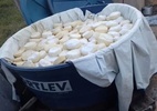 PM apreende 11 toneladas de queijo com larvas e fezes de rato em MG - Reprodução/PMMG