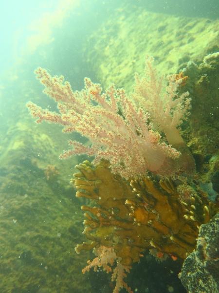 Octocoral Chromonephthea braziliensis, o coral mole