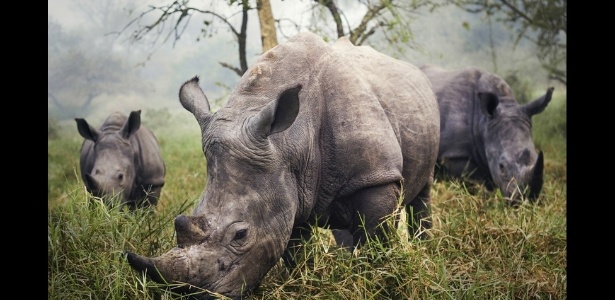 O chifre de rinoceronte é muito popular na Ásia e utilizado como remédio - Stefane Berube/National Geographic Phototraveler Contest