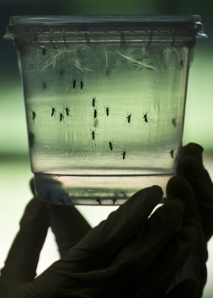 Vírus da zika, transmitido por mosquito, assusta o Brasil - Nelson Almeida/AFP