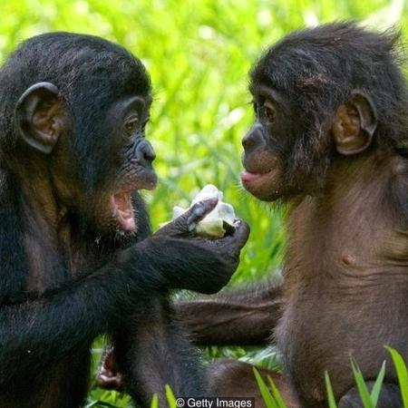 Bonobos fazem sexo com frequência, com vários "parceiros" diferentes, inclusive do mesmo sexo biológico - Getty Images