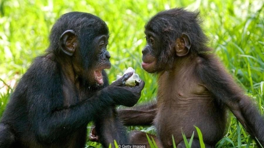 Bonobos fêmeas se unem para vencer machos agressivos - mas são mais inclinadas a fazer amor, e não guerra - Getty Images