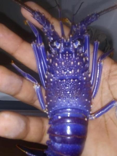 Lagosta azul encontrada por pescadores em Maragogi (AL); o crustáceo foi devolvido ao mar - José Valdemar de Oliveira / Maragogi News