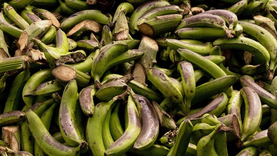 Bananas, banana, banana verde - Getty Images