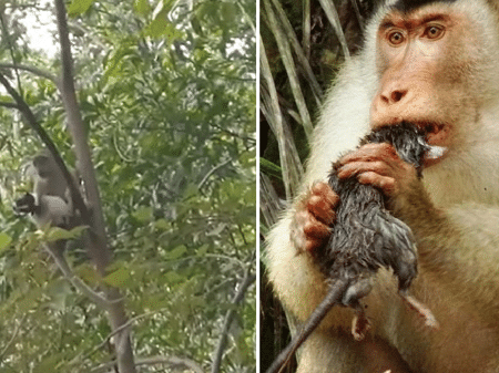 Macaco misterioso na Malásia pode ser um híbrido, resultado do