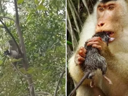 Vídeo: cães e macacos levam susto ao verem tigre de pelúcia; veja