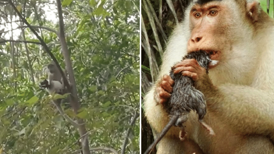 Macacos da Malásia são famosos por suas traquinagens - e também já foram flagrados comendo ratos - Reprodução de vídeo e Divulgalção/Anna Holzner/University of Leipzig