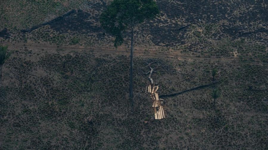 Foto ilustrativa mostra vista aérea de desmatamento na Amazônia para expansão da pecuária, em Lábrea (AM) - Victor Moriyama/Amazônia em Chamas