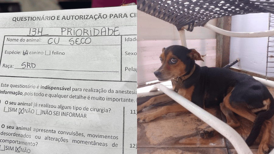 Cu Seco ganhou nome já adulta, ao ser adotada por família que costuma usar características dos pets para "registrá-los" - Arquivo Pessoal 